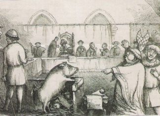 Schweine und Wühlmäuse unter Anklage