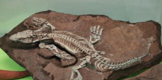 Entdecke die Urzeit!