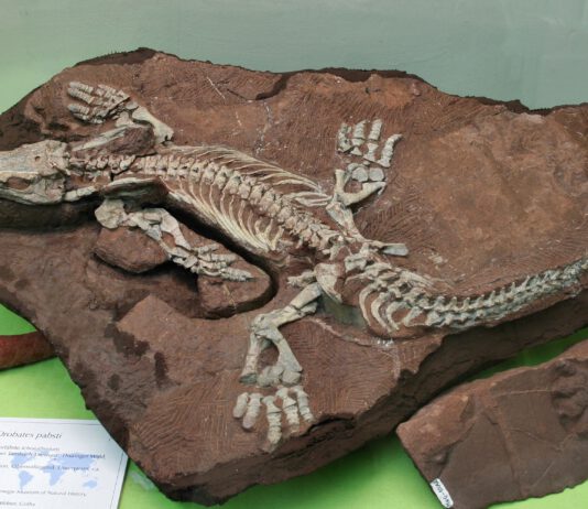 Entdecke die Urzeit!