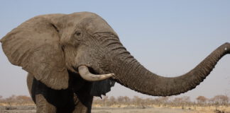 Große Vielfalt an Naturbegegnungen