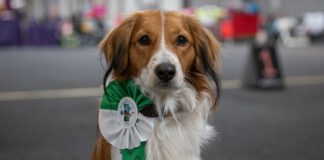 Tierisch was los zur Rassehunde- und Rassekatzen-Ausstellung am 3. und 4. Juni in der Messe Erfurt