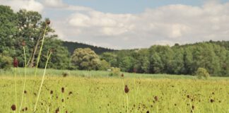 Wiesenfest auf dem Rittergut Nickelsdorf