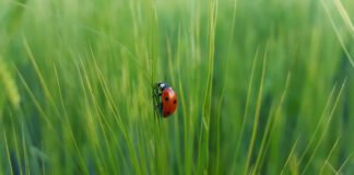 Naturfilmer Jan Haft begeisterte Publikum bei Insektenschutzabend