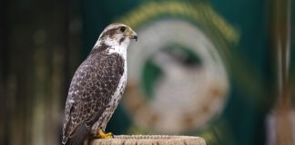 Hufgetrappel, Jagdhornklänge und Petri Heil locken zur Messe Erfurt