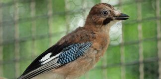 Hilfe für Vögel in Not