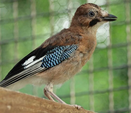 Hilfe für Vögel in Not
