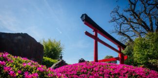 Ein Bär auf Südamerikareise, japanische Lebenskultur und Muttertag im egapark Erfurt