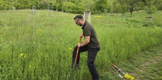 Herbsteinsätze gegen invasive Pflanzenarten
