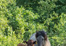 Ideen für unseren Wald