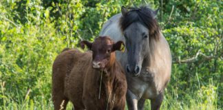 Ideen für unseren Wald