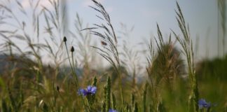 Wer kümmert sich, wenn man selbst nicht mehr kann?