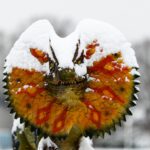 Hurra! Die Dinos sind da!