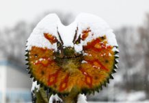 Hurra! Die Dinos sind da!