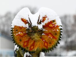 Hurra! Die Dinos sind da!