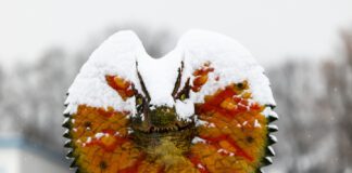 Hurra! Die Dinos sind da!