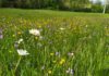 Wiesensafari in der Oberaue