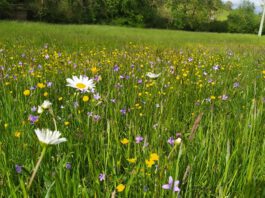 Wiesensafari in der Oberaue