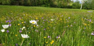Wiesensafari in der Oberaue