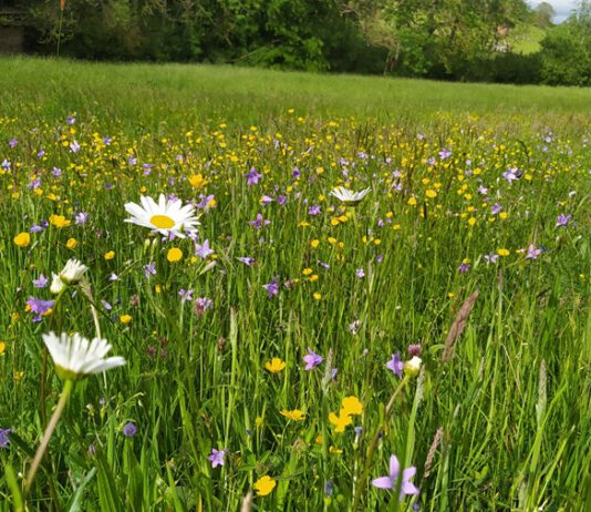 Wiesensafari in der Oberaue