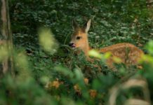 Thüringens wilde Wälder: Einblicke in einen faszinierenden Lebensraum