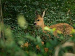 Thüringens wilde Wälder: Einblicke in einen faszinierenden Lebensraum