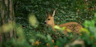 Thüringens wilde Wälder: Einblicke in einen faszinierenden Lebensraum