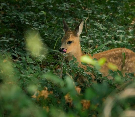 Thüringens wilde Wälder: Einblicke in einen faszinierenden Lebensraum